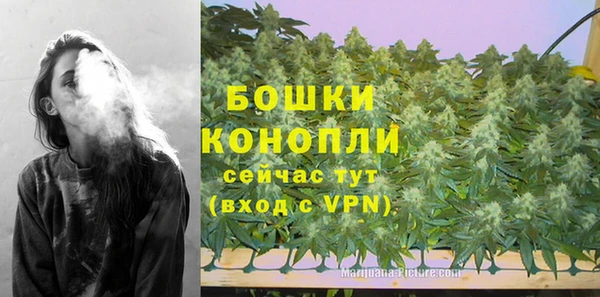 сатива Новодвинск